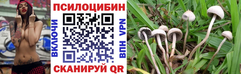 Псилоцибиновые грибы Cubensis  Ак-Довурак 